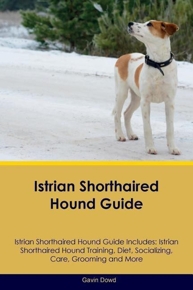 Istrian shorthaired hound sales puppies for sale