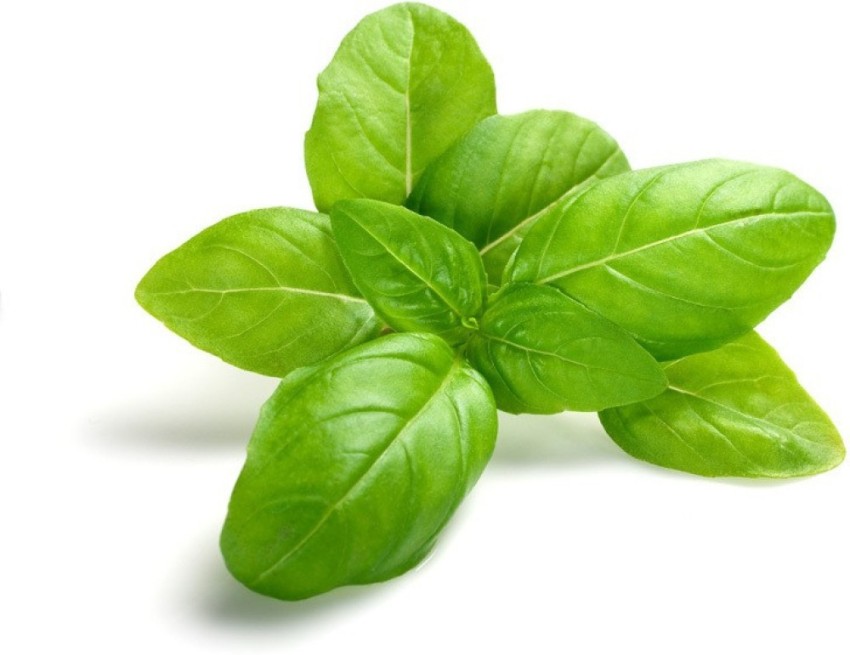 ELIF Basil Seed Price in India Buy ELIF Basil Seed online at