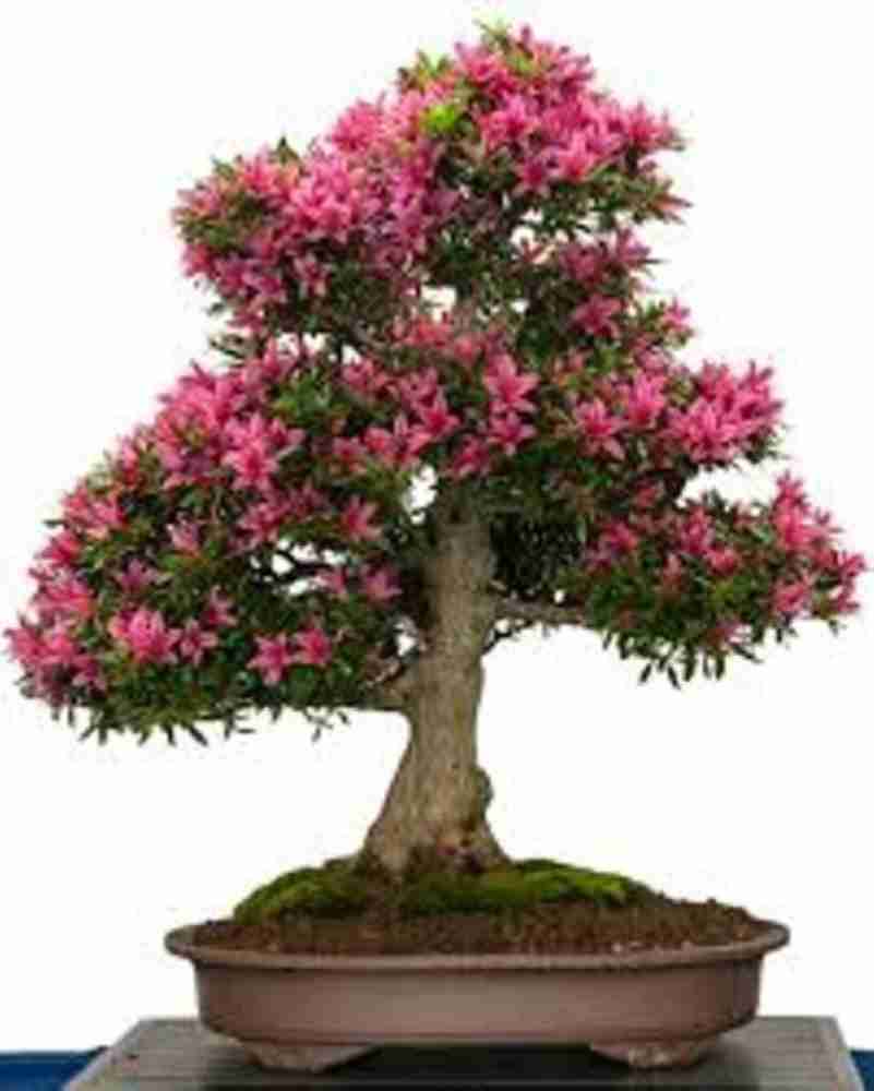 Greenly Imported Bonsai Holland Beautiful SAKURA Plant Seed Price