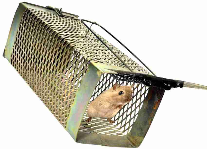 The online rat cage
