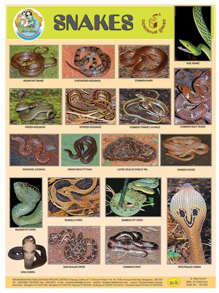 Snake Identification Chart Snake Identification Chart