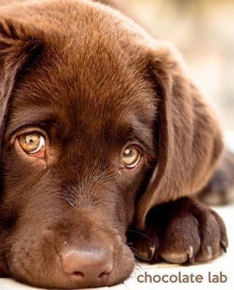 English lab hot sale price