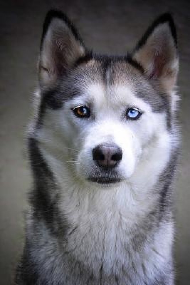 Husky dog store blue eyes price