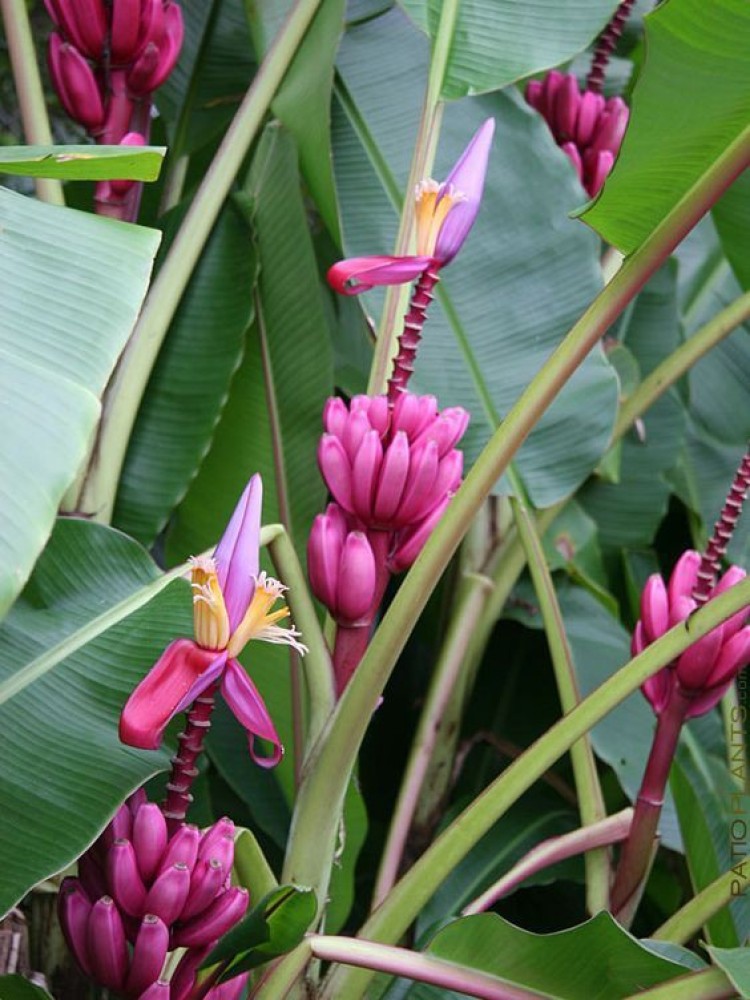 VIDISHAS HORTICULTURE Musa velutina Or Pink Banana (50 Per Packet) Seed  Price in India - Buy VIDISHAS HORTICULTURE Musa velutina Or Pink Banana (50  Per Packet) Seed online at Flipkart.com