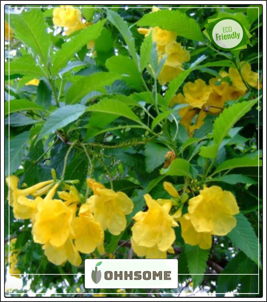 yellow-colour-flowers