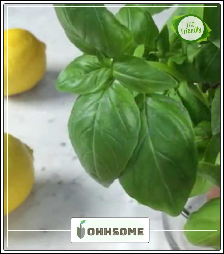 OhhSome Herb Plants Seeds Lemon Basil Kattu Tulasi Kitchen