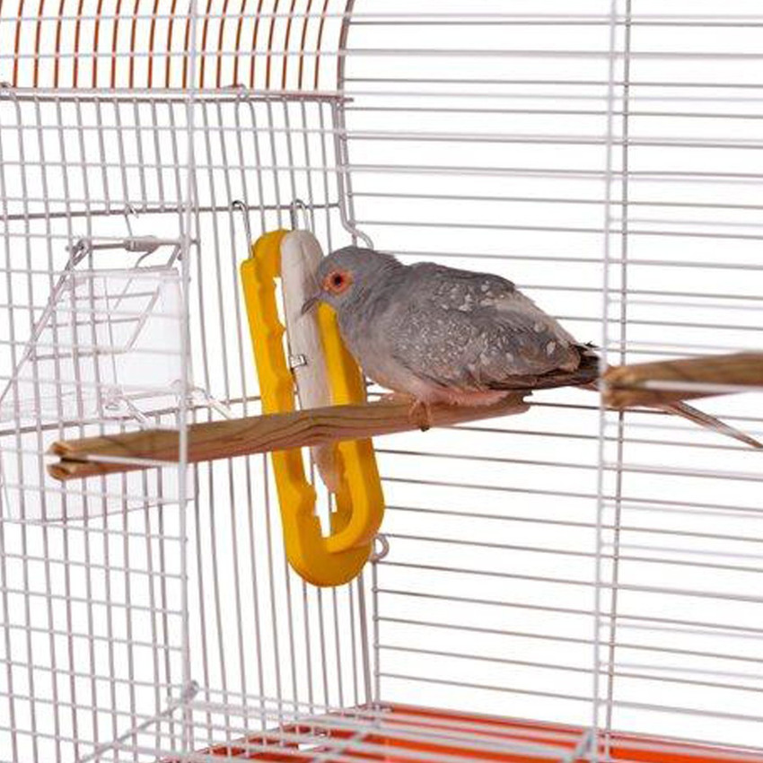 Cuttlefish best sale bird cage