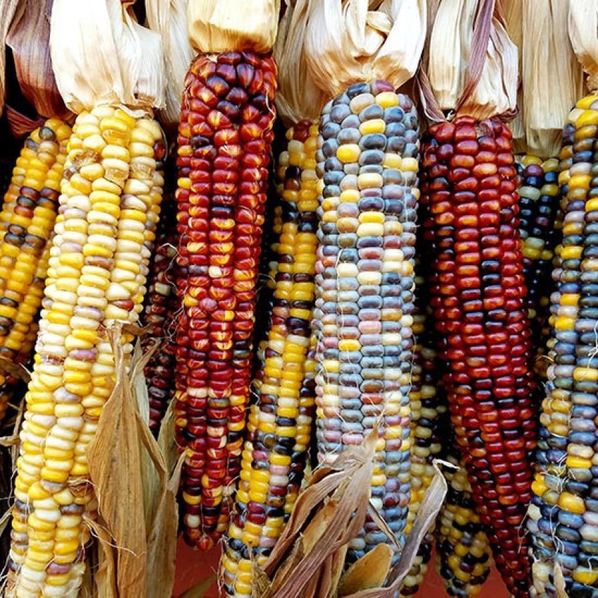 Colourful Sweet Corn Maize 'Rainbow Inka' (Zea mays) Organic