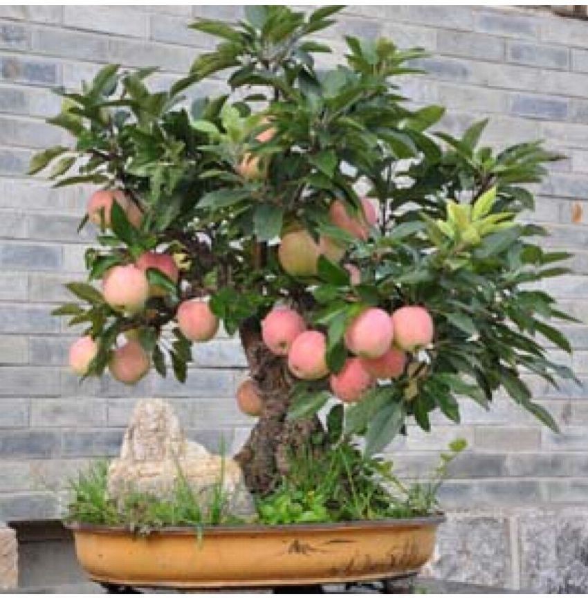 Ohhsome Bonsai Suitable Fruit Seeds