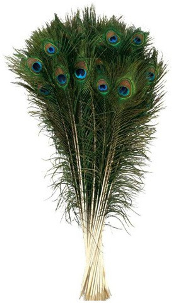 Large decorative feathers store