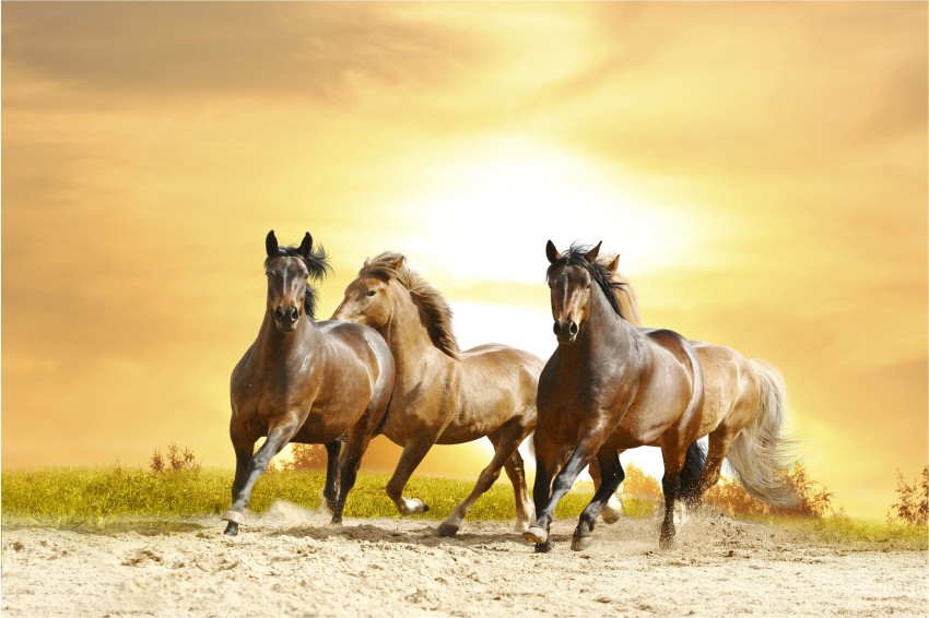 8,273 Seven Horses Images, Stock Photos & Vectors | Shutterstock
