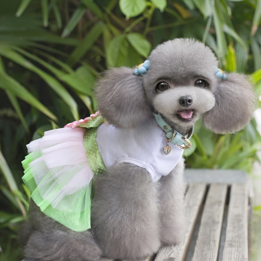 Futurekart Dress for Dog Price in India Buy Futurekart Dress for