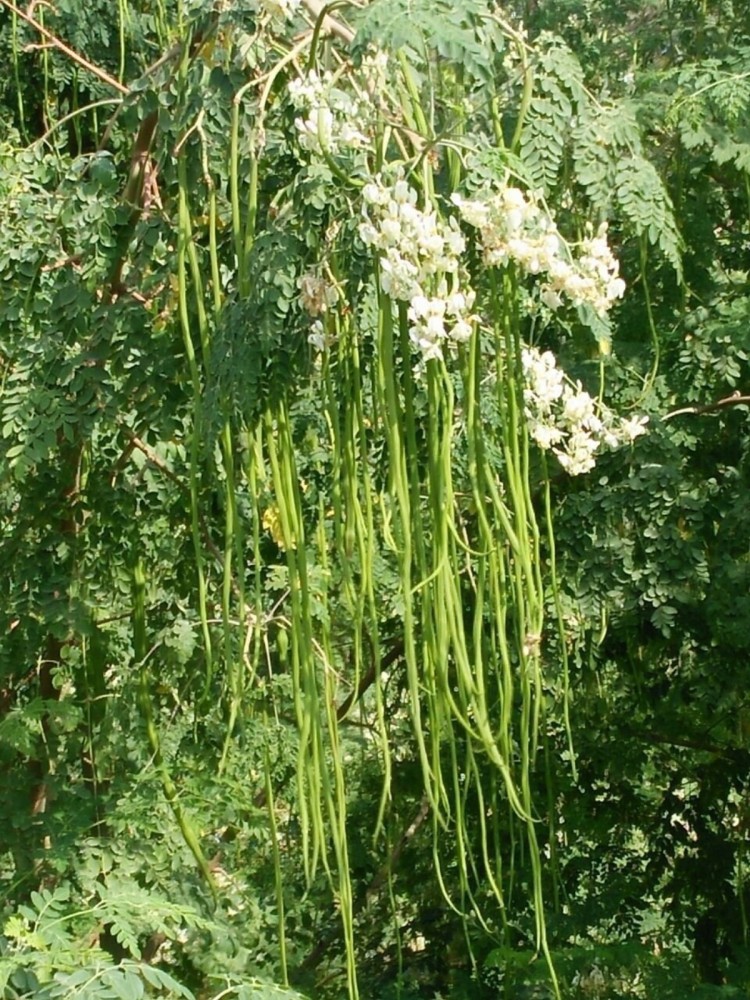 moringa seeds for planting