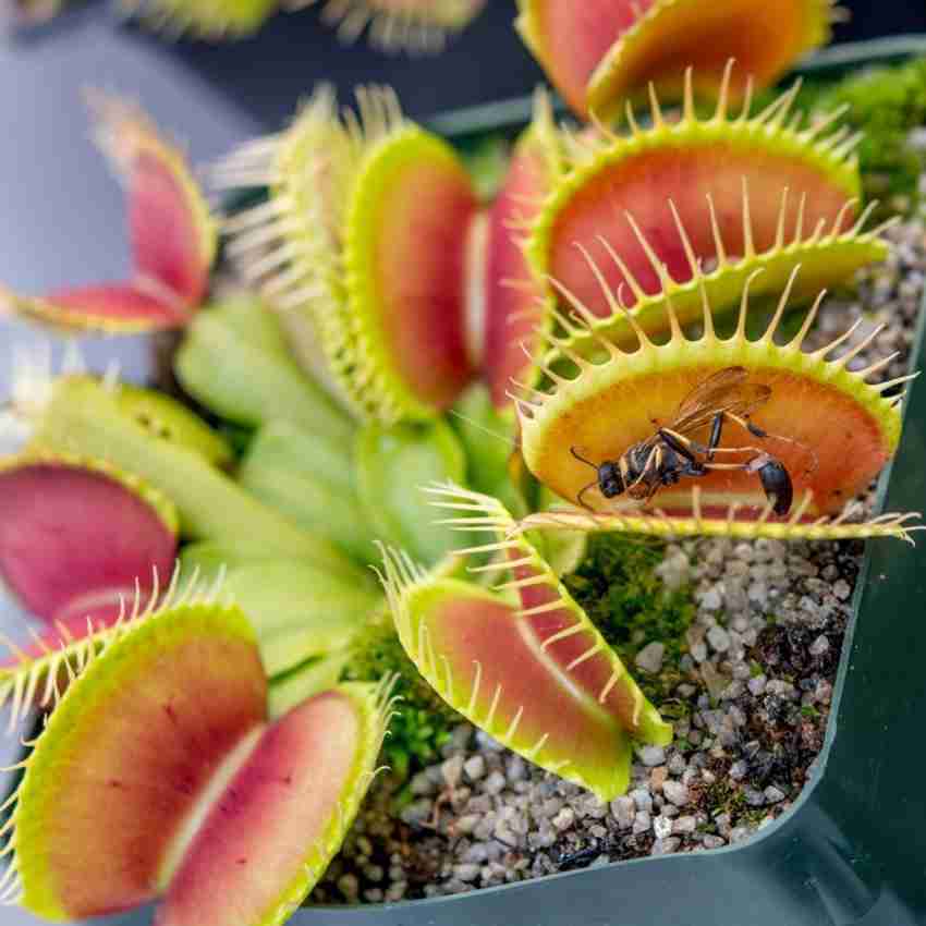 Fly trap plant on sale