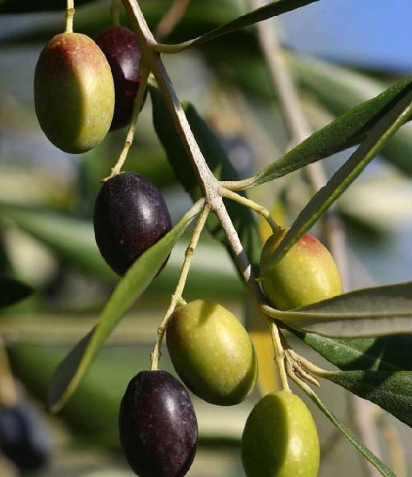 Trothic Gardens Rare Imported Self Pollinating ' Arabic Olive ' Tree Live  Plant (1 Healthy Live Plant) Seed Price in India - Buy Trothic Gardens Rare  Imported Self Pollinating ' Arabic Olive 