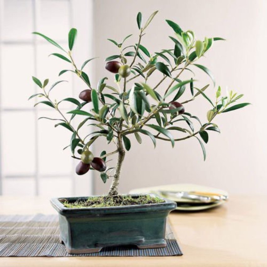 Trothic Gardens Olive Tree live plant Seed Price in India - Buy