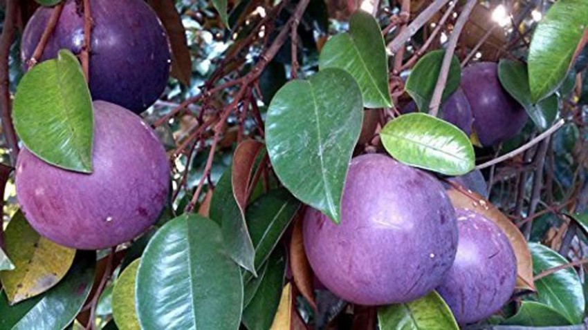 star apple fruit tree