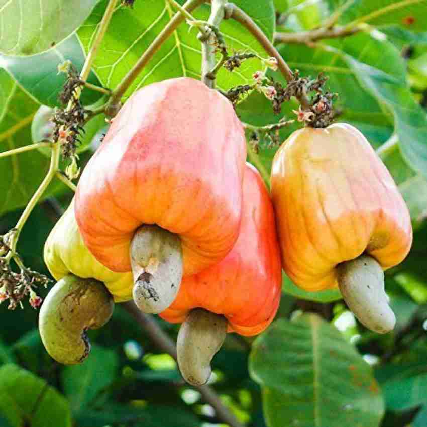 Trothic Gardens Rare Grafted Cashew Apple Kaju Fruit 1 healthy