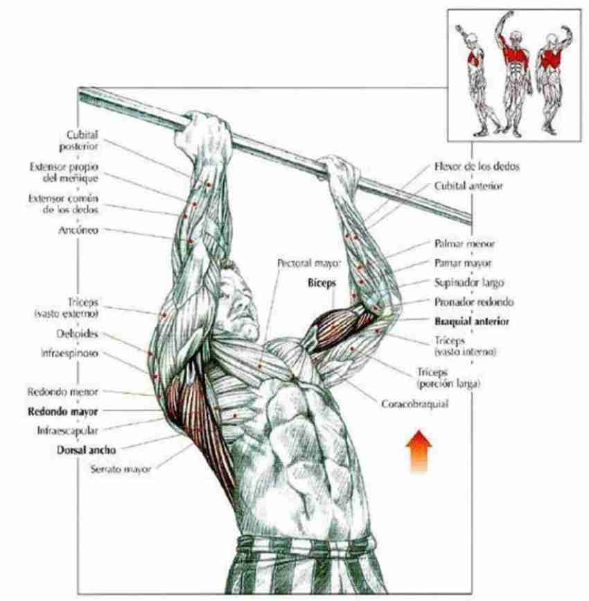 NV COLLECTION Chin up pull up Height Increasing and Exercise