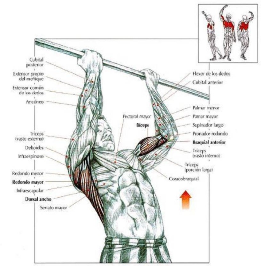 NV COLLECTION Chin up pull up Height Increasing and