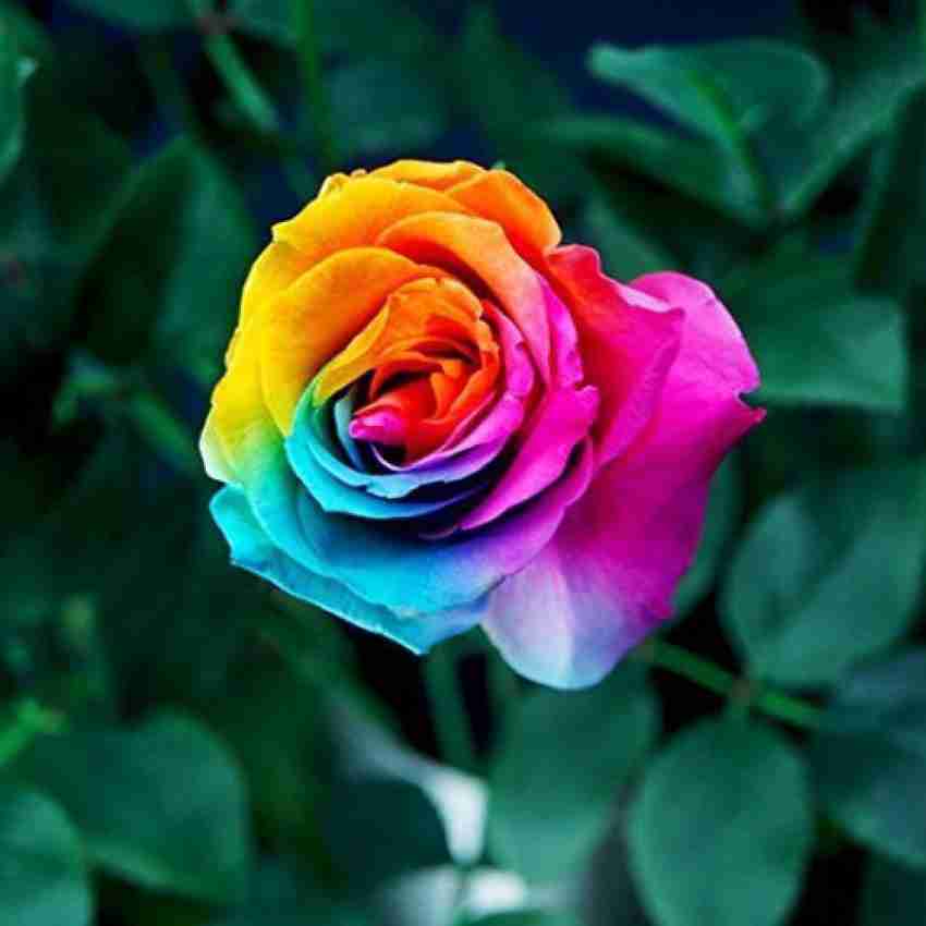 Rainbow Rose Bush