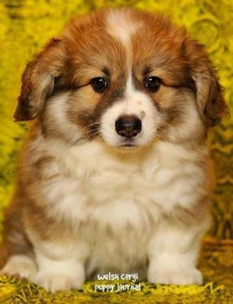 Welsh corgi puppy online price