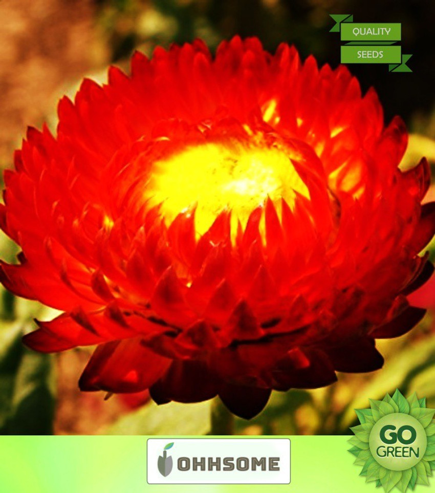 Nursery Plants Flower Seeds In India Best Flower Site