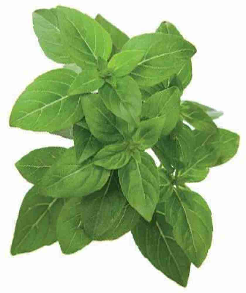 Click and Grow Syicy globe basil French basil Seed Price in