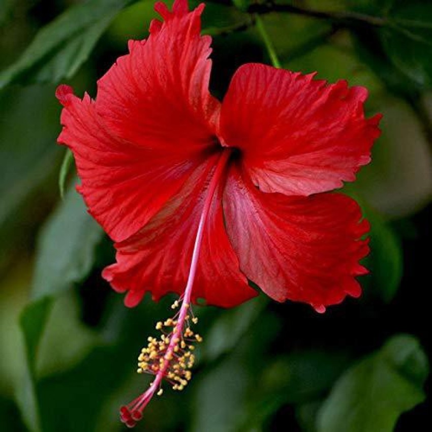 Hibiscus rosa deals