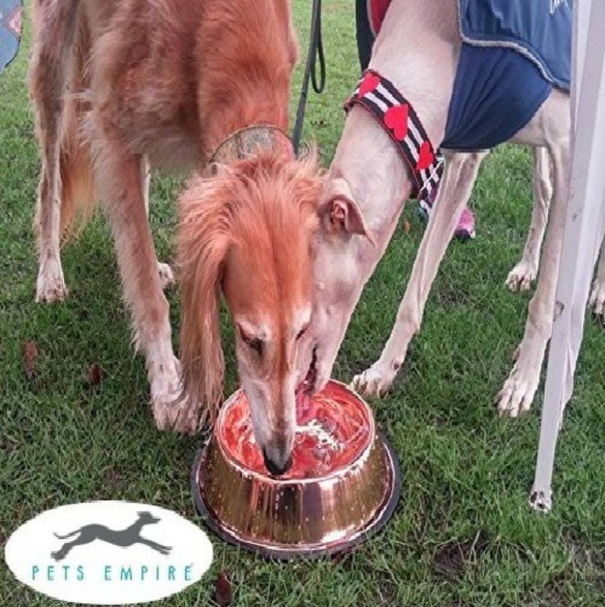 Large Clear Double Dog Bowl Feeder with Gold Bowls