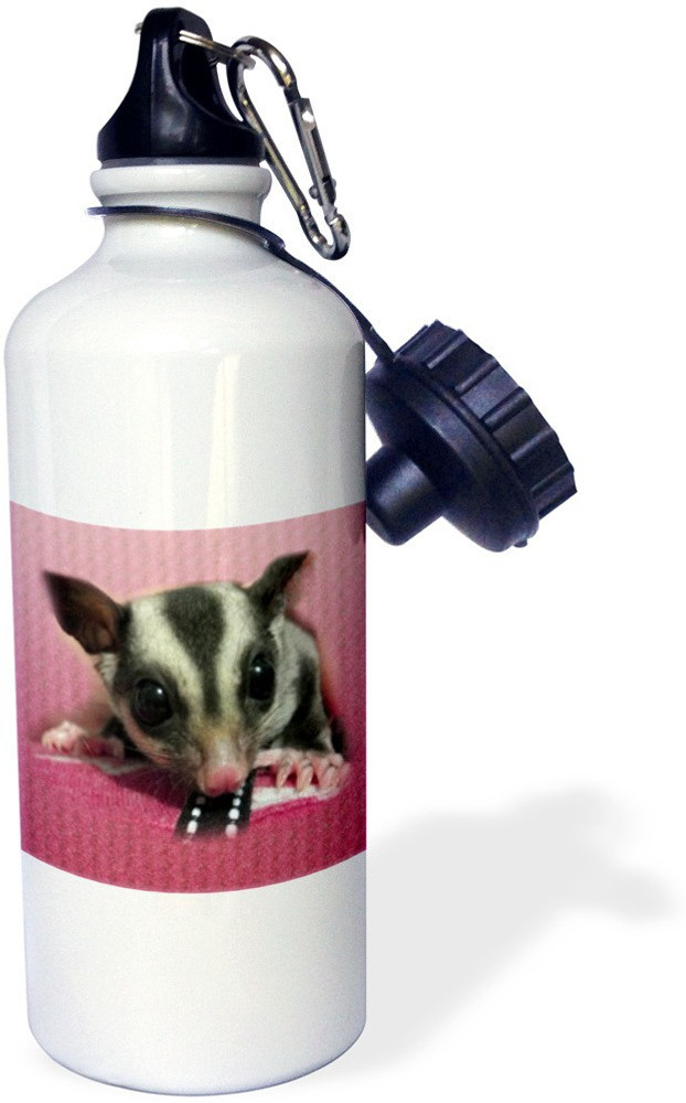 Sugar glider water bottle new arrivals
