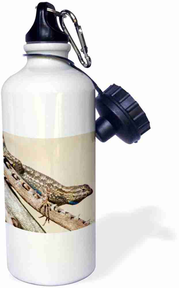 3dRose Great Basin Fence LIzard Sports Water Bottle 600 ml Bottle Buy 3dRose Great Basin Fence LIzard Sports Water Bottle 600 ml Bottle Online at Best Prices in India Sports