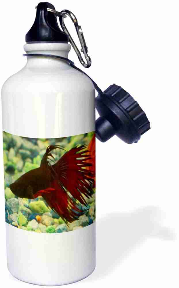 Betta fish in bottle clearance