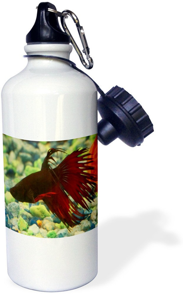 Betta fish in bottle top