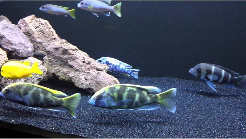 Black aquarium sand new arrivals