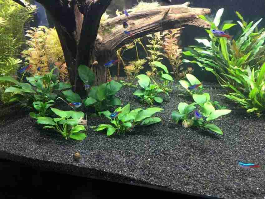 Black store aquarium sand