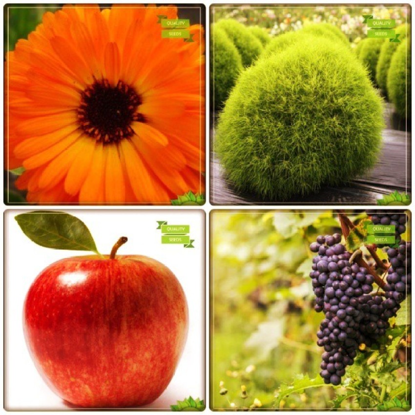 creative farmer Fruit Seeds Combo Fruit : Apple, Grape, Calendula