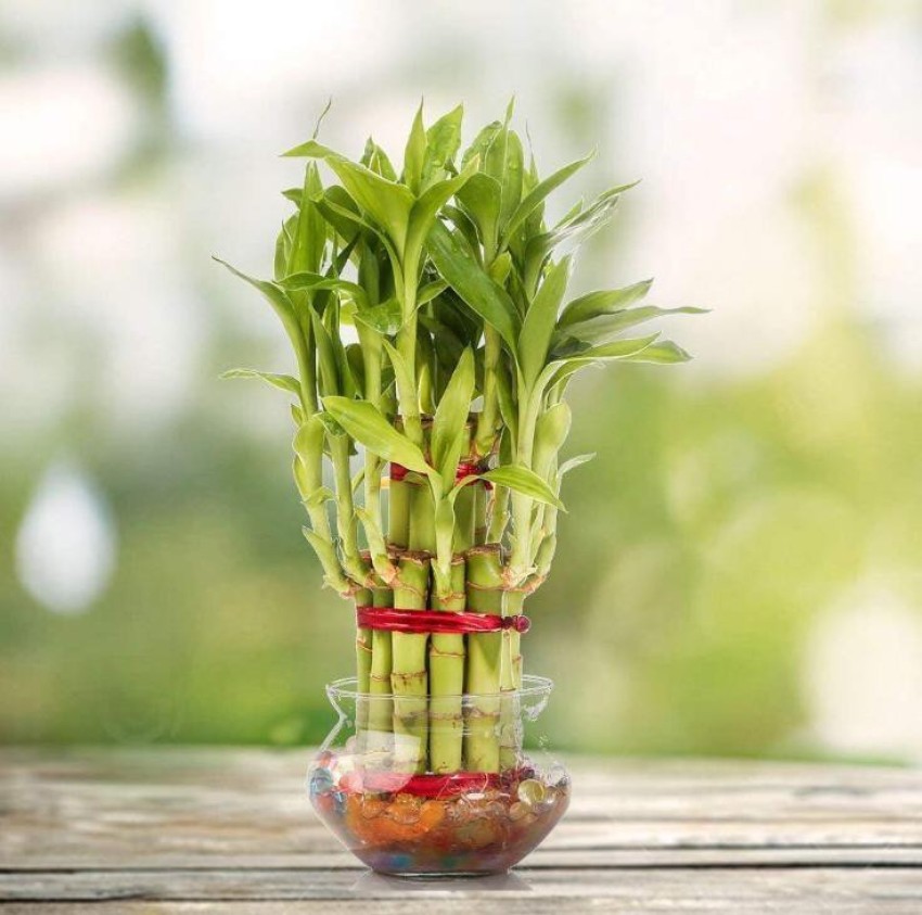 Lucky Bamboo in Glass