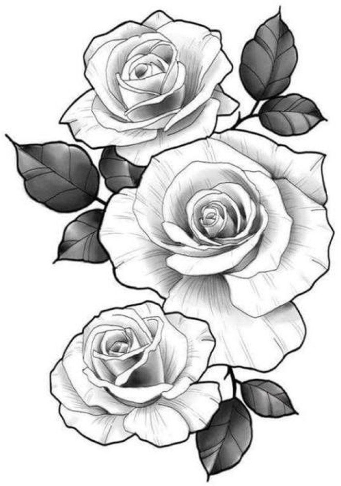 Premium Vector | Beautiful rose sketch