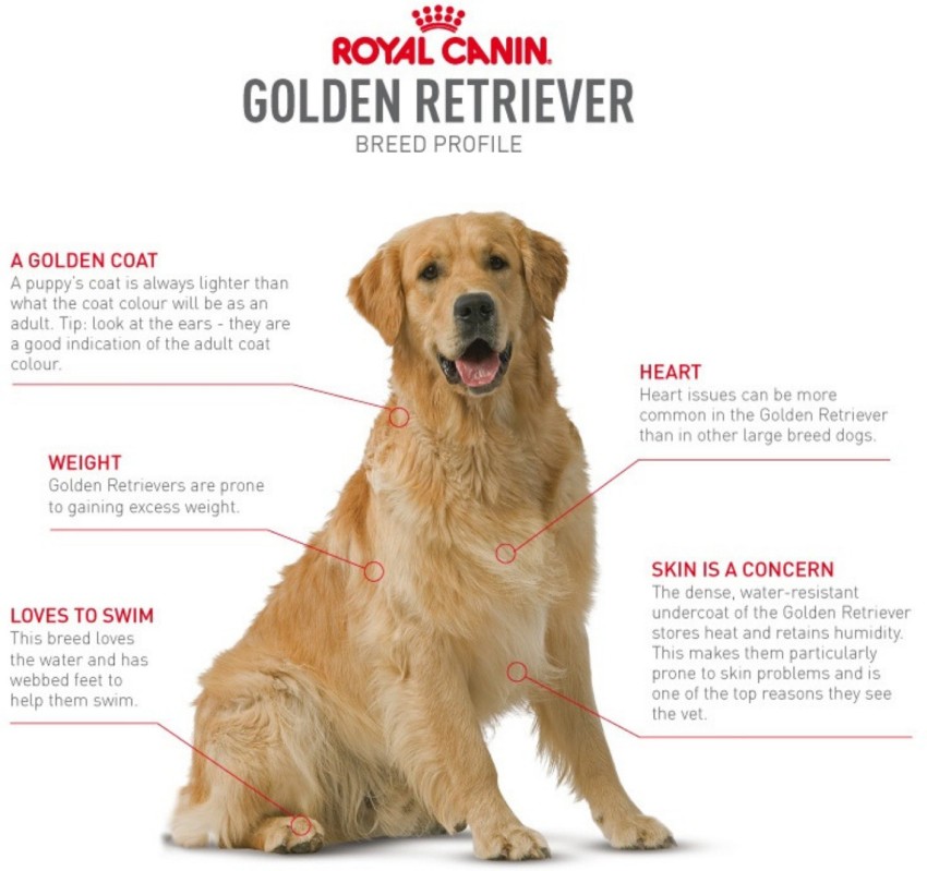 is chicken good for golden retrievers