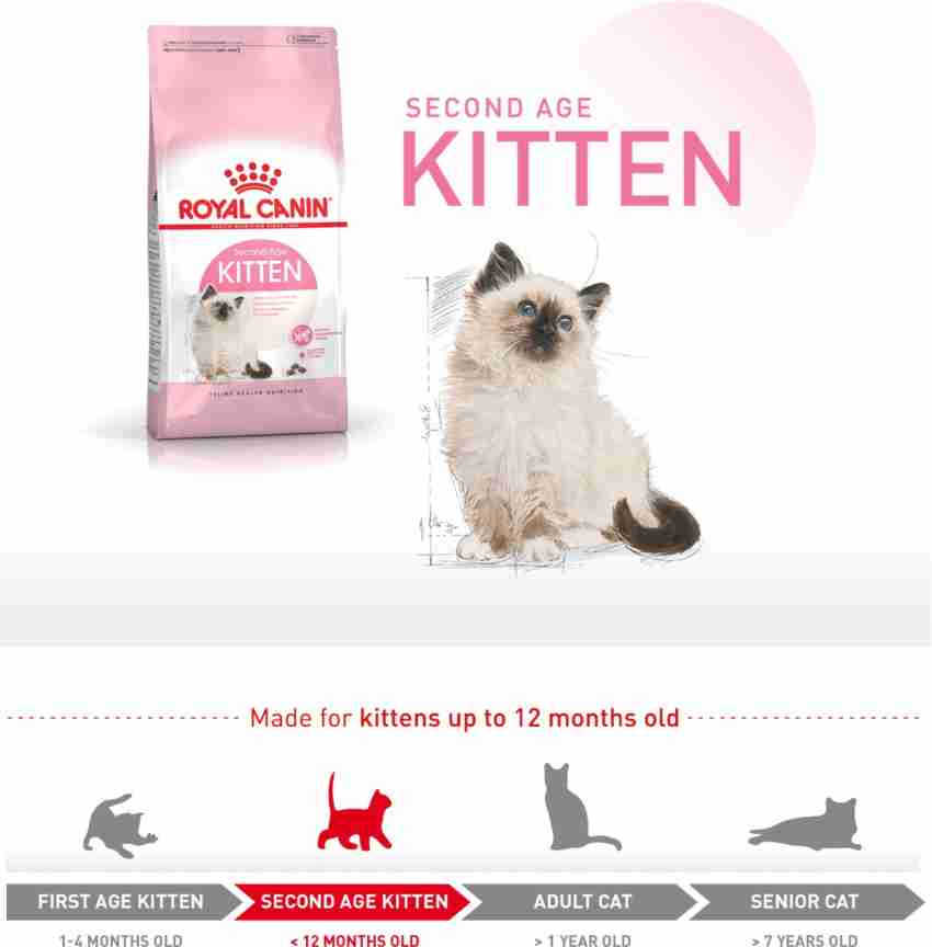 Rc kitten hot sale 36