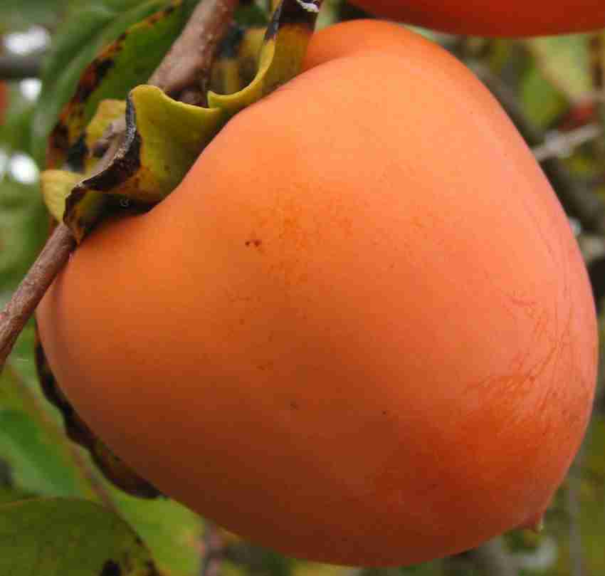 M-Tech Gardens Exclusive New Exotic Diospyros kaki Persimmon Fruit 1  Healthy Seedling Live Plant : : Garden & Outdoors