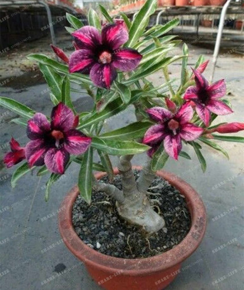 Adenium obesum / Desert Rose / 10 seeds