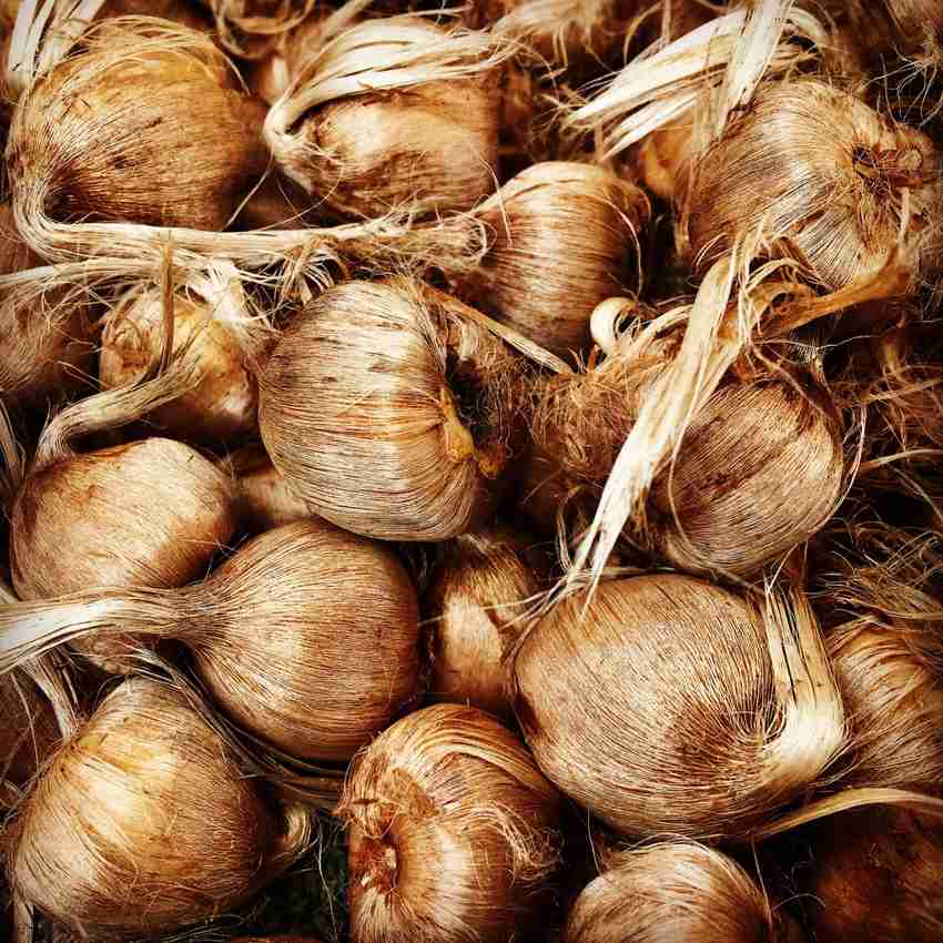 Kashmiri Saffron Flower Bulbs Best Flower Site