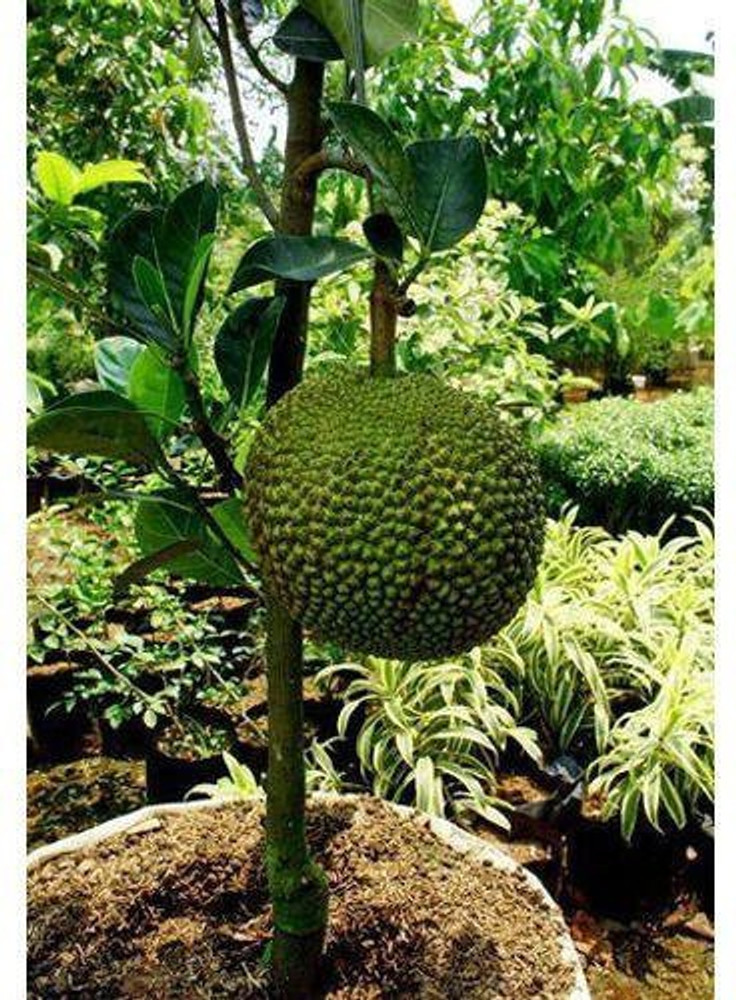 Dwarf Jackfruit Tree