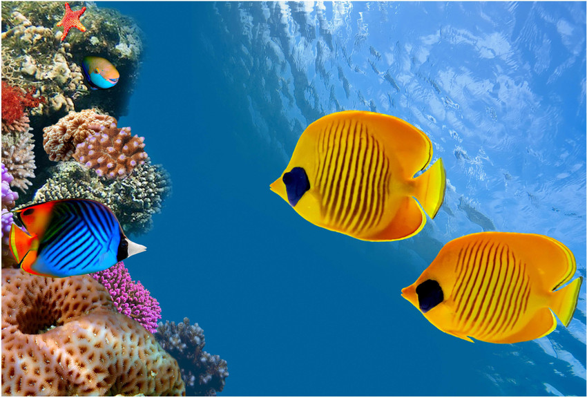 Fish wallpaper hotsell