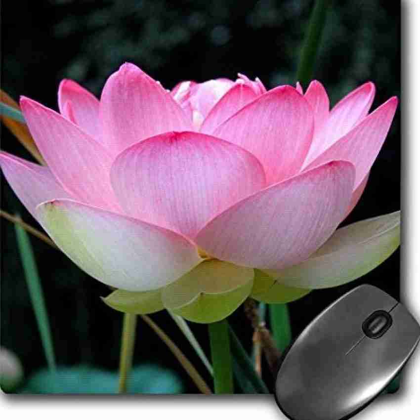 3dRose Mouse Pad, Lotus Flower Beginning to Open mp Mousepad