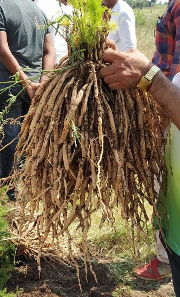 asparagus root