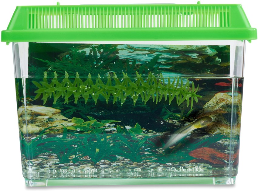 Nature Gift Store Tadpole To Frog Growing Kit With 1 Live Tadpole Sent With  Kit - Tadpole To Frog Growing Kit With 1 Live Tadpole Sent With Kit . Buy  Action Figure
