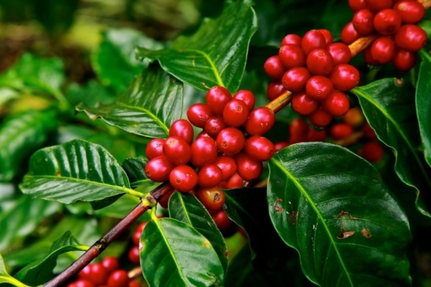 Coffee garden hot sale